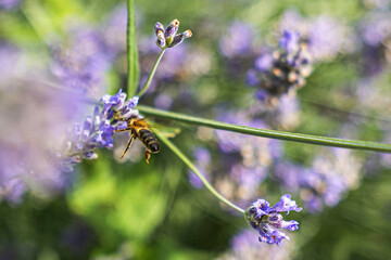Close-Up of Bees Collecting Nectar from Blossoming Plants in lush green nature showing balanced ecosystem