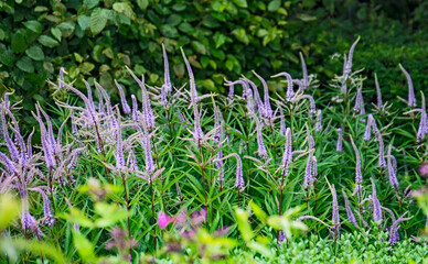 Veronicastrum virginicum, auch Kandelaber Ehrenpreis
