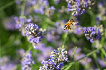 Close-Up of Bees Collecting Nectar from Blossoming Plants in lush green nature showing balanced ecosystem