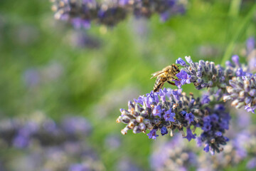 Close-Up of Bees Collecting Nectar from Blossoming Plants in lush green nature showing balanced ecosystem