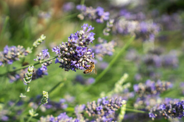 Close-Up of Bees Collecting Nectar from Blossoming Plants in lush green nature showing balanced ecosystem