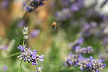 Close-Up of Bees Collecting Nectar from Blossoming Plants in lush green nature showing balanced ecosystem