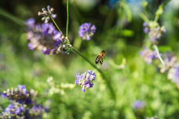 Close-Up of Bees Collecting Nectar from Blossoming Plants in lush green nature showing balanced ecosystem