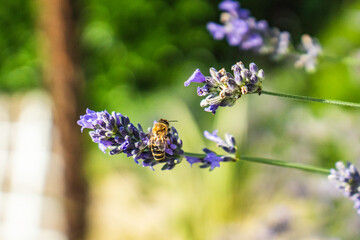 Close-Up of Bees Collecting Nectar from Blossoming Plants in lush green nature showing balanced ecosystem