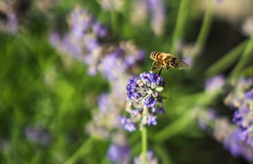 Close-Up of Bees Collecting Nectar from Blossoming Plants in lush green nature showing balanced ecosystem