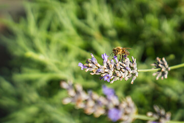 Close-Up of Bees Collecting Nectar from Blossoming Plants in lush green nature showing balanced ecosystem
