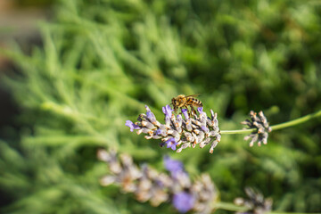 Close-Up of Bees Collecting Nectar from Blossoming Plants in lush green nature showing balanced ecosystem