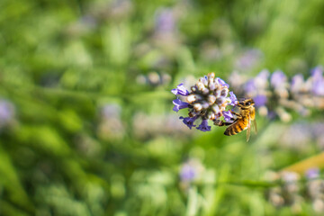 Close-Up of Bees Collecting Nectar from Blossoming Plants in lush green nature showing balanced ecosystem
