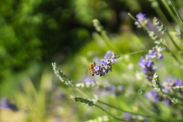 Close-Up of Bees Collecting Nectar from Blossoming Plants in lush green nature showing balanced ecosystem
