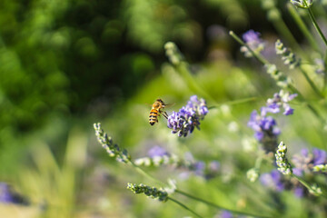 Close-Up of Bees Collecting Nectar from Blossoming Plants in lush green nature showing balanced ecosystem