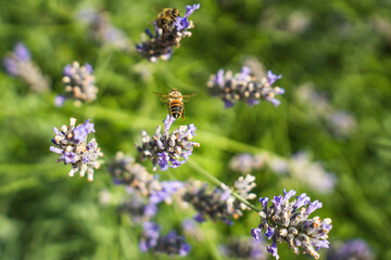Close-Up of Bees Collecting Nectar from Blossoming Plants in lush green nature showing balanced ecosystem