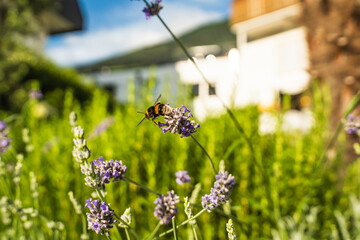 Close-Up of Bees Collecting Nectar from Blossoming Plants in lush green nature showing balanced ecosystem
