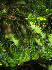 fir tree leaves