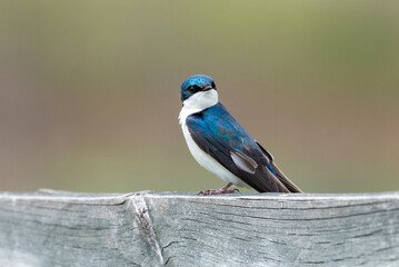 Tree swallow 1