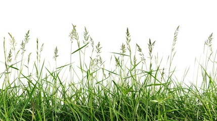 Obraz premium A scene with tall green grass and a clear blue sky, suitable for use in nature or landscape photography