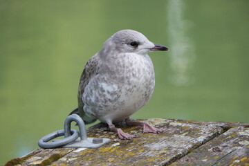 Sweden. The Caspian gull (Larus cachinnans) is a large gull and a member of the herring and lesser black-backed gull complex. 