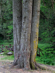 tree with three trunks