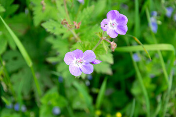 Geranium pratense, commonly known as cranberry. Purple small flowers on green stems.