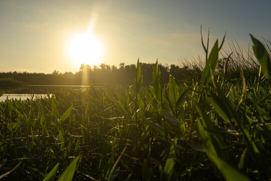 Amanhecer no meio do p&acirc;ntano / Sunrise in the middle of a swamp