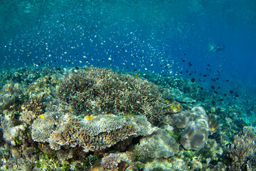 Blue-green chromis school above healthy corals near Alor, Indonesia. This beautiful, tropical region harbors extraordinary marine biodiversity and is a popular destination for diving.