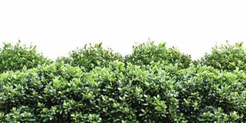 A group of lush green bushes against a bright white sky