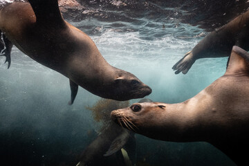 Frolicking sea lions photographed while  scuba diving at Coronado Islands Baja California, Mexico