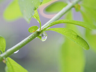 梅雨の長雨。雨に濡れた葉