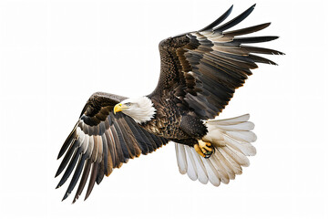 Obraz premium Bald eagle is soaring with its impressive wings outstretched, showcasing its magnificent plumage and sharp talons against a clean white backdrop
