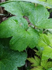 水玉