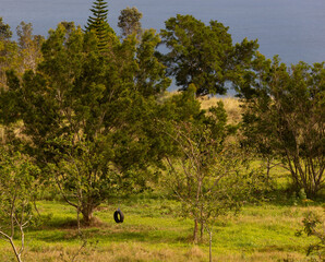 tire swing
