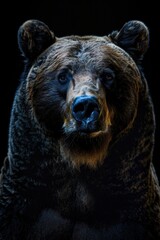 A close-up shot of a large brown bear standing upright against a dark black background