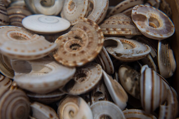 A pile of small sea shells