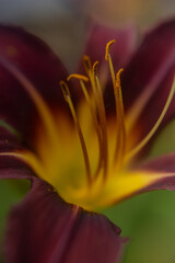 Close-up of the insides of a red lily flower