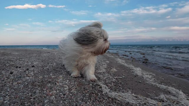 Shih tzu dog walking on lake beach slow motion