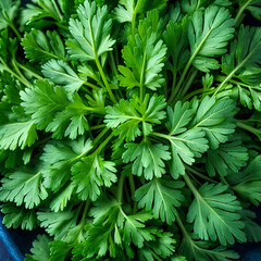 Fresh green parsley leaves