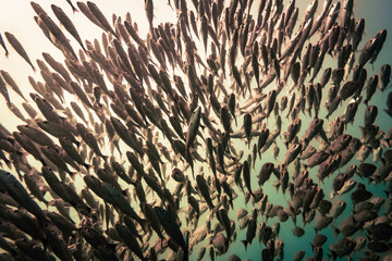 school of fish under water in Costa Rica