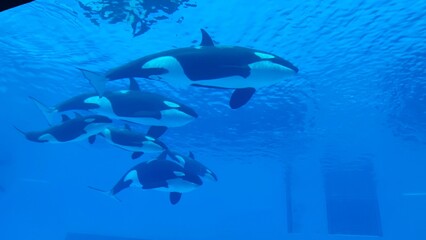 dolphin in aquarium