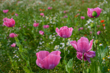 drei rosafarbene Mohnblüten im Vordergrund eines Mohnfeldes, schwache Schärfentiefe,