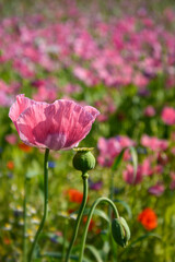eine Mohnblüte, rechts daneben eine Mohnkapsel, blur