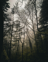 Naklejka premium Foggy crowd of trees