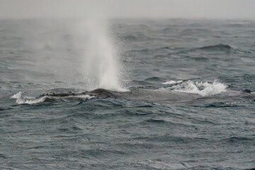 Humpback whale migrating north tor the winter months