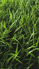 Fototapeta premium Lush, dense green grass with long, thin blades growing closely together, creating a vibrant and natural texture. Bright, healthy, and well-maintained appearance.