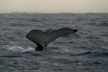 Fototapeta premium Humpback Whale Tail Above the water in Australia on a rainy moody day