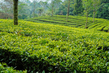 Tea leaves from the tea gardens at Puncak Bogor