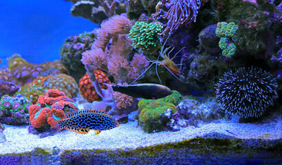 Black Leopard Wrasse - Macropharyngodon negrosensis