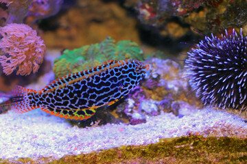 Black spotted Leopard Wrasse  - (Macropharyngodon meleagris)