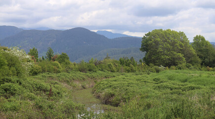 Cloudy spring day with green grass and trees