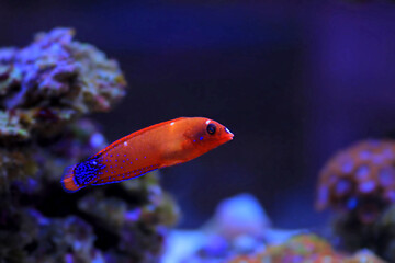 Obraz premium Red Coris Wrasse - (Coris gaimard) 