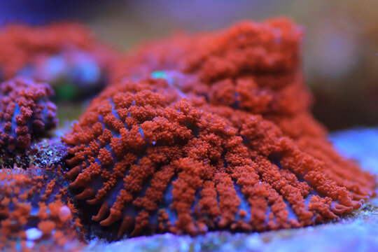 Colorful mushroom soft coral in reef aquarium