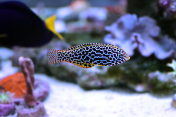 Black spotted Leopard Wrasse  - (Macropharyngodon meleagris)